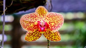 orchid farm soroa