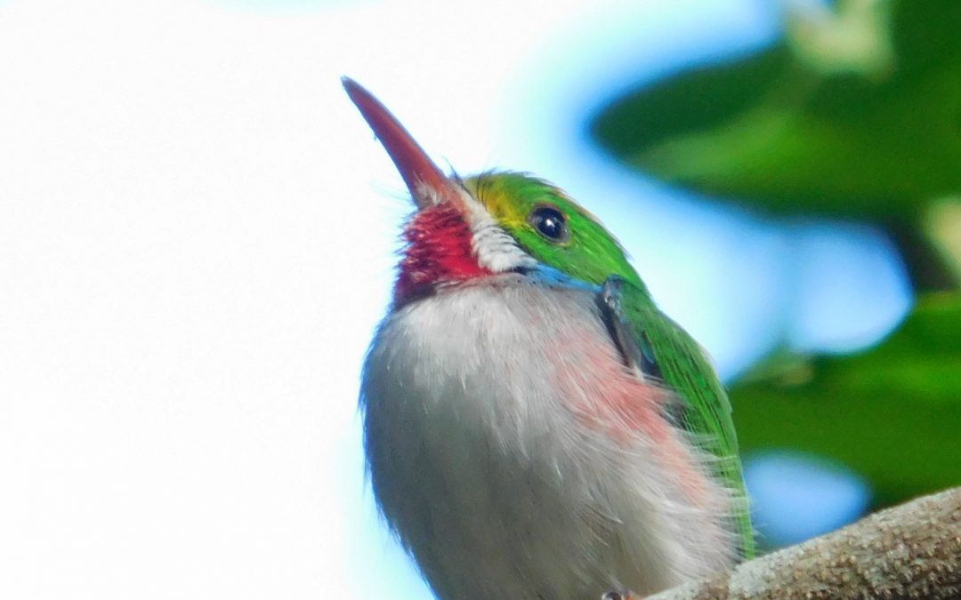 Secrets of Birdwatching in Cuba