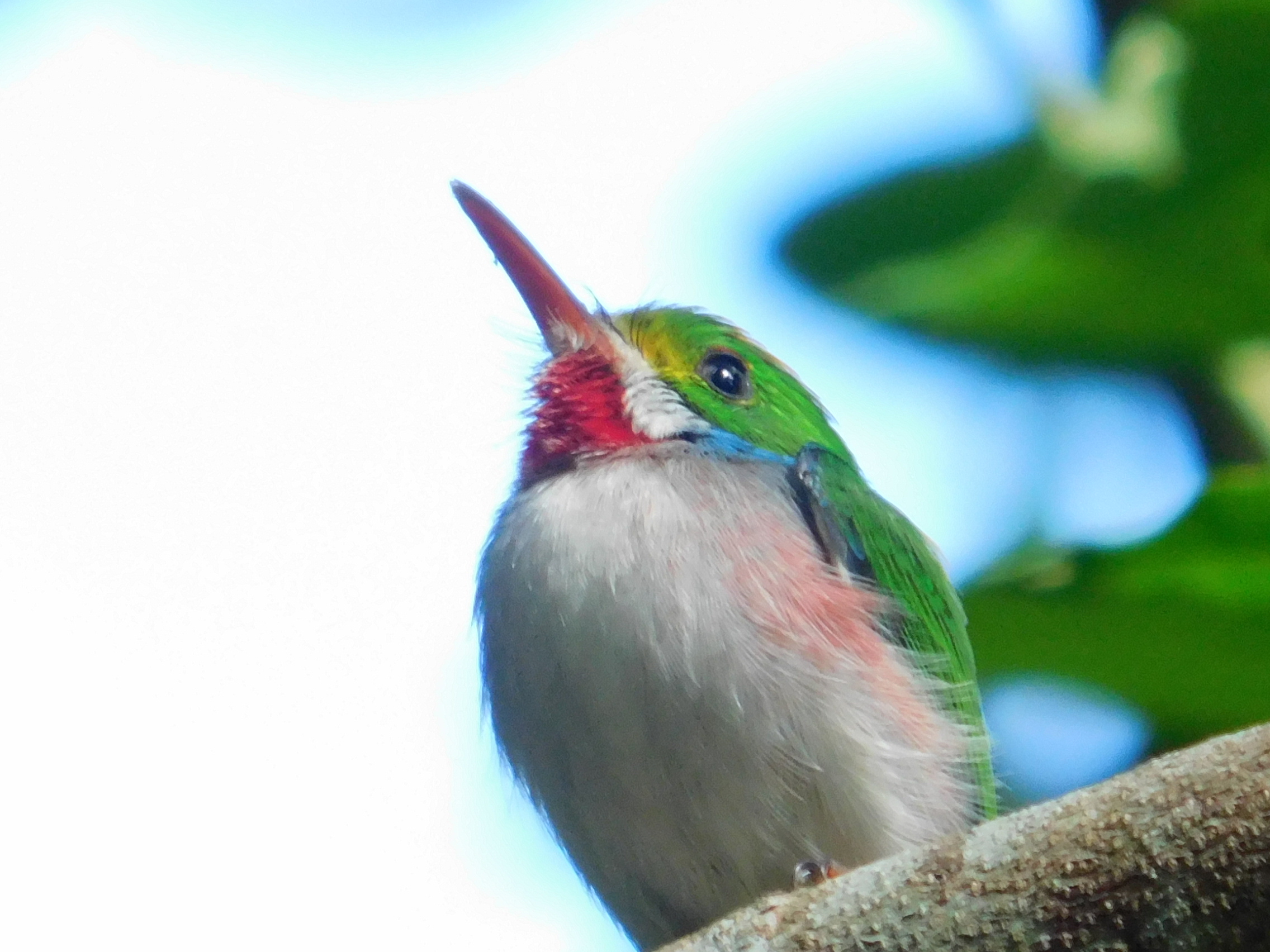 Exploring the Wonders of Bird Watching in Cuba