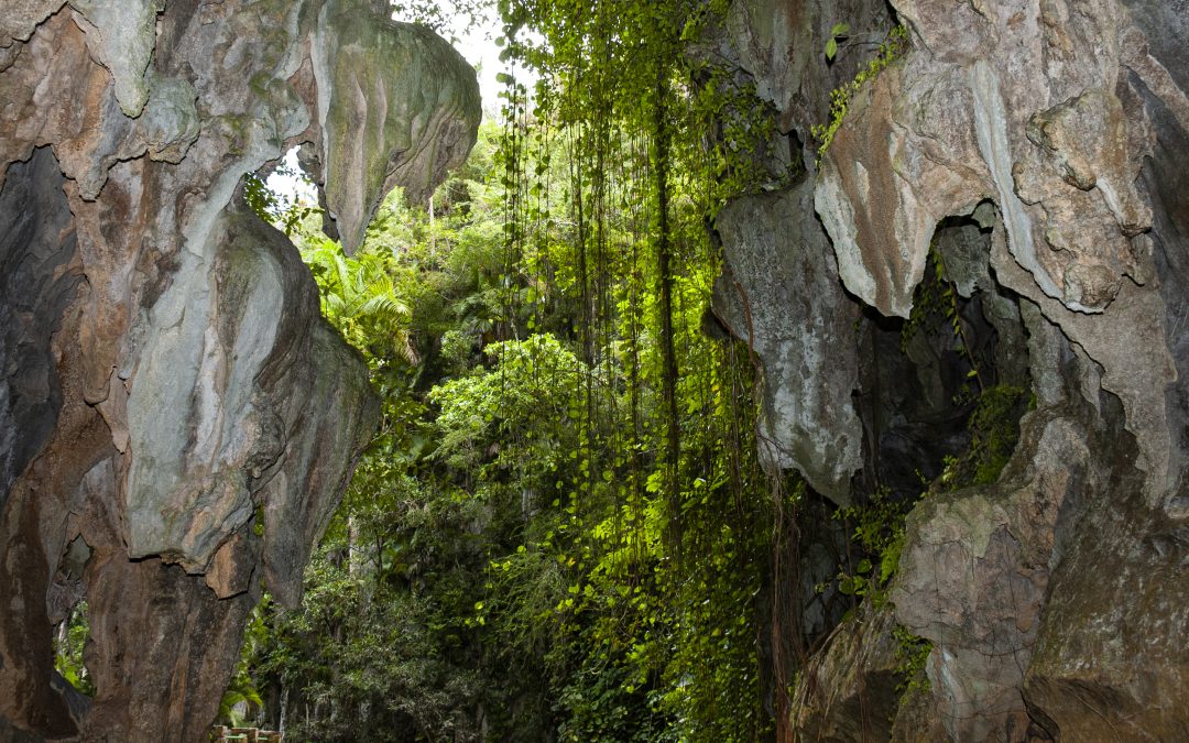 Discover Caves of Viñales