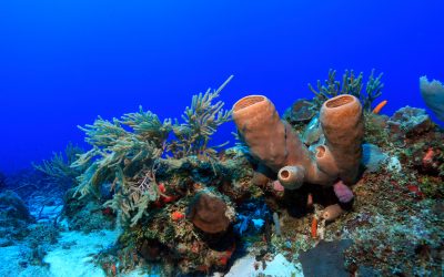 Tips to Photographing Coral Reefs