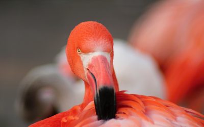 Tips for Shooting Amazing Bird Portraits