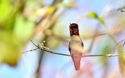 Beautiful Cuban Birds