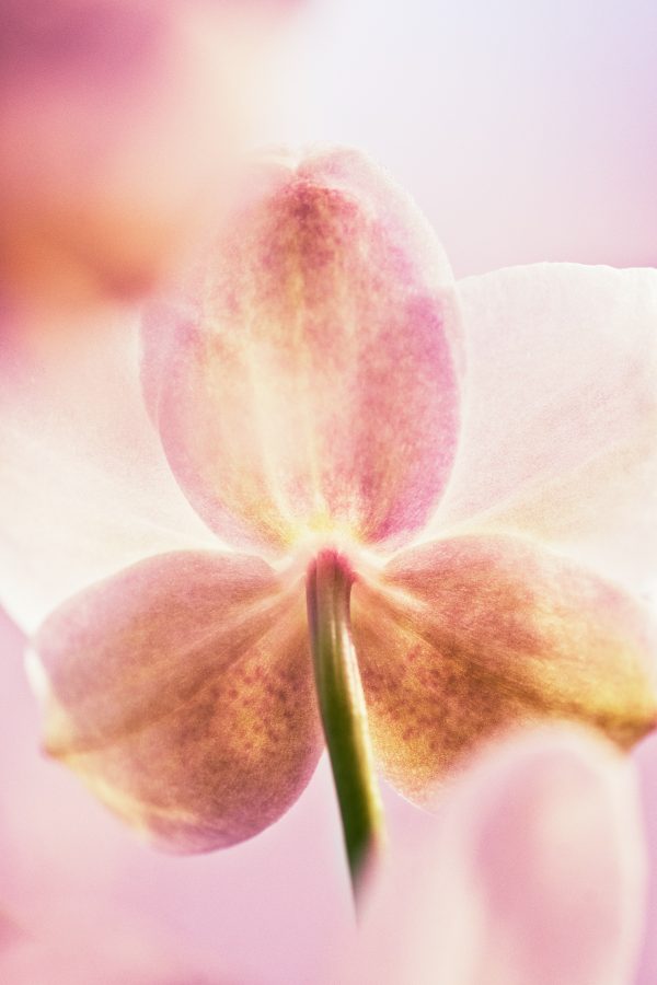 orchid soroa