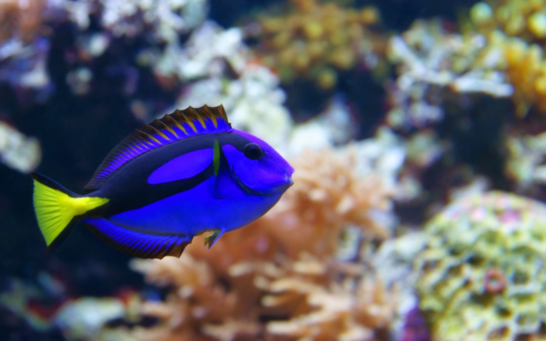 5 Best GoPro accessories for underwater photography
