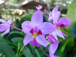 Orchid garden Cuba