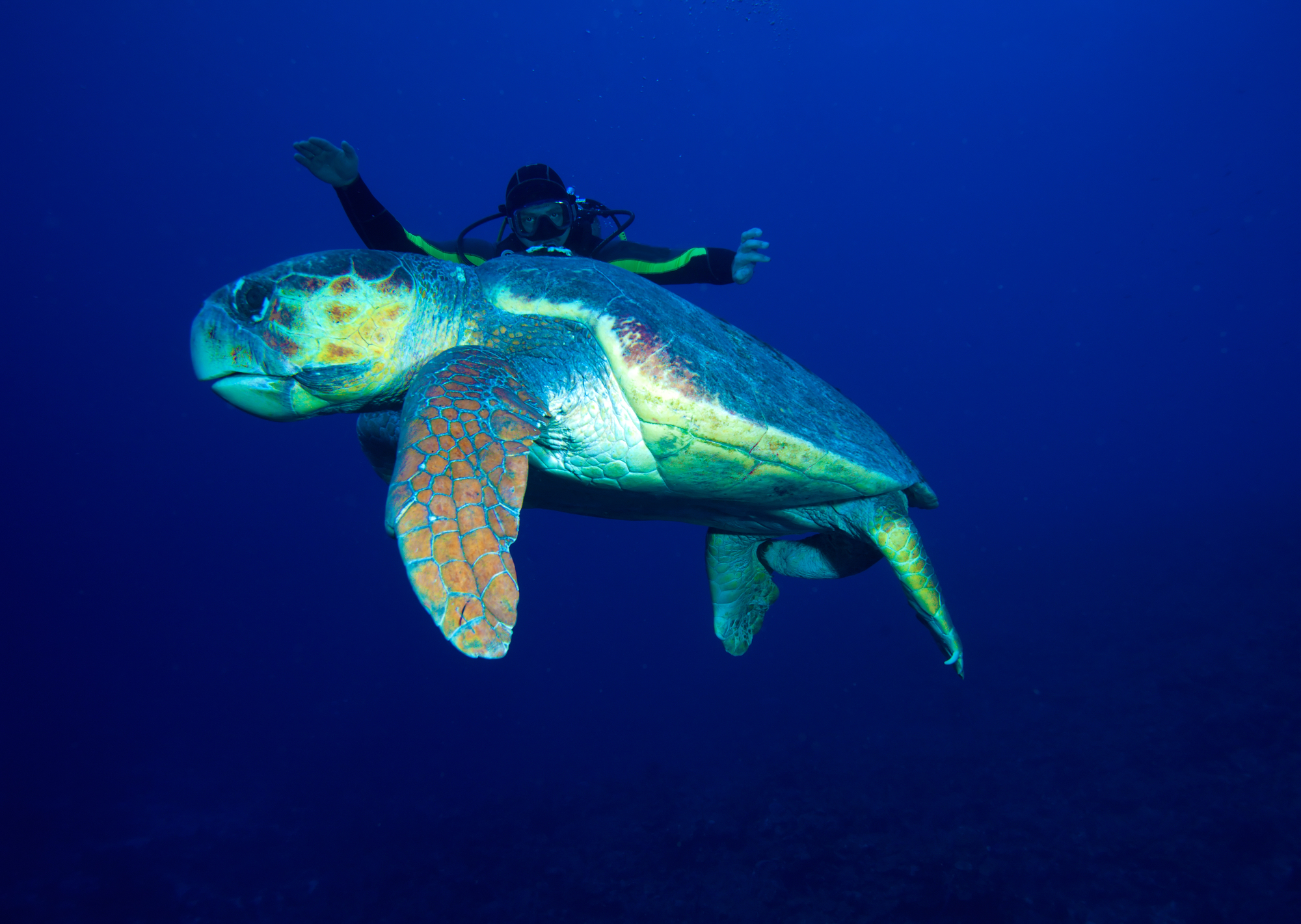 Diving Green Turtle Cuba