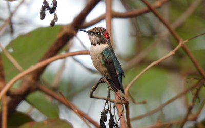 Birding in Cuba: A Guide to the Best Time for Viewing
