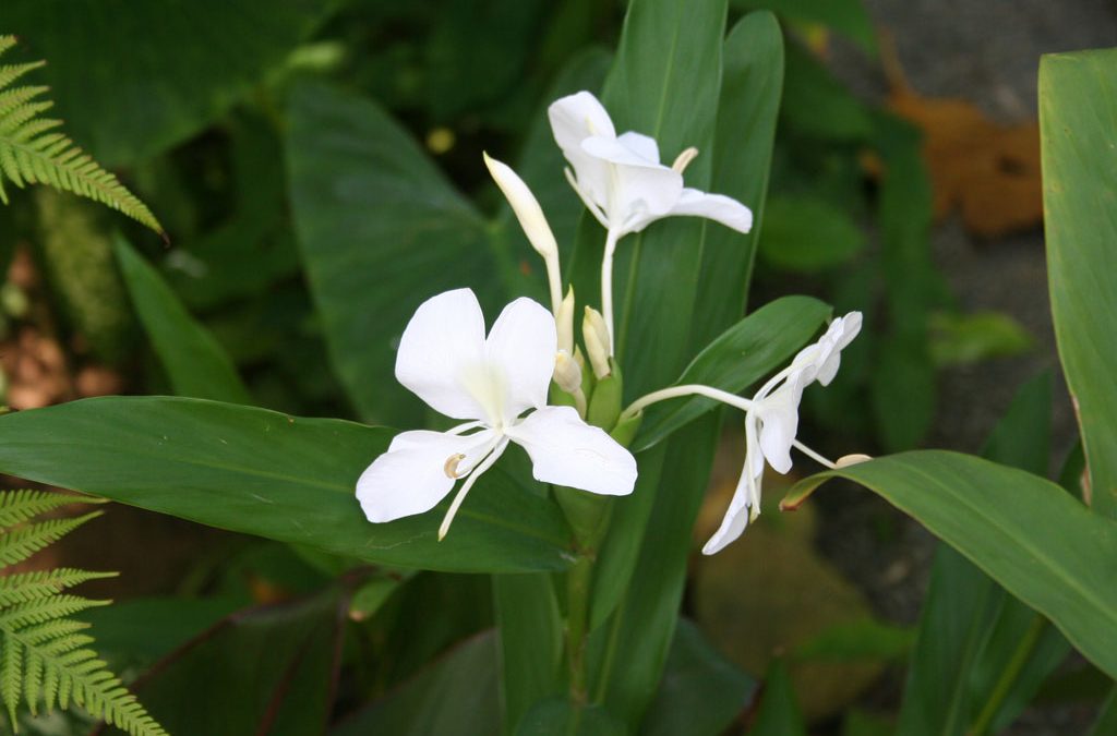 The Enchanting Tale of the Cuban Butterfly Jasmine