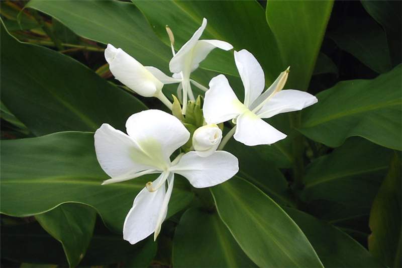 mariposa cuba